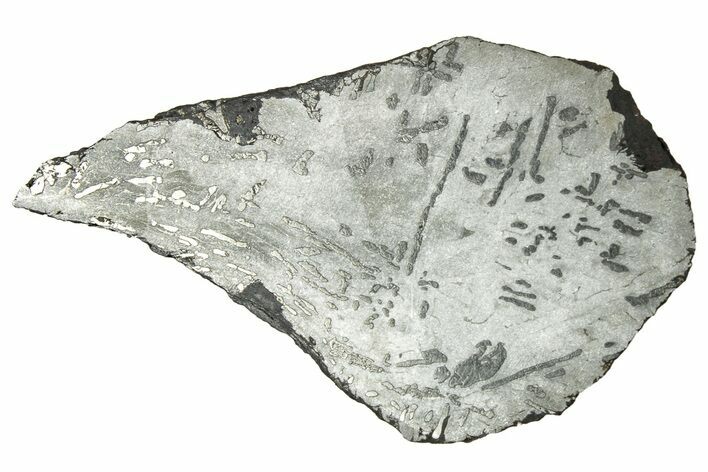 Etched Canyon Diablo Meteorite Slice ( g) - Arizona #329393